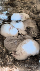 Coniglietti ariete nano