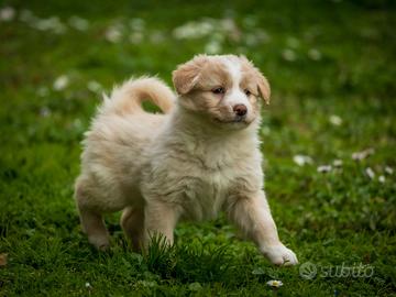 Cuccioli Border collie Golden