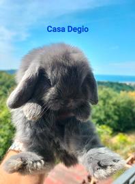 Conigli mini lop ariete blu