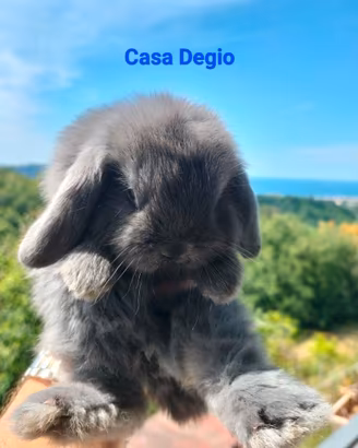 Conigli mini lop ariete blu