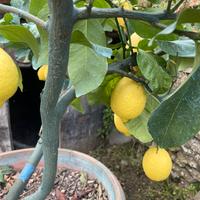Piante di limoni