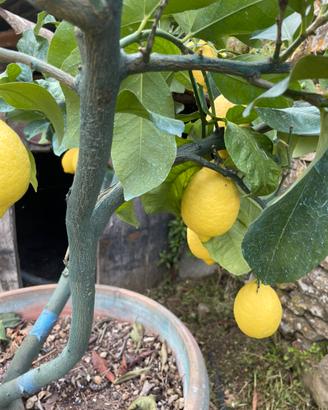 Piante di limoni