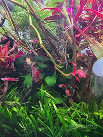 guppy endler e neocaridine