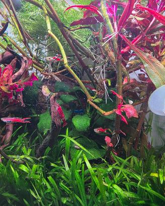 guppy endler e neocaridine