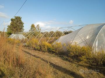 Serra struttura per produzione agricola