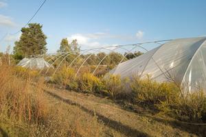 Serra struttura per produzione agricola