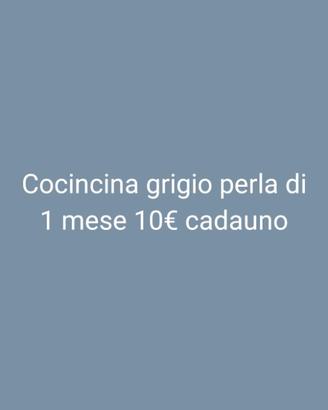 Pulcinotti