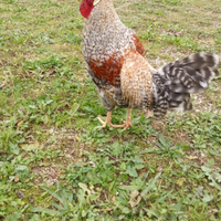 Galli e Galline Ornametali