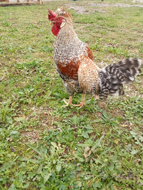 Galli e Galline Ornametali