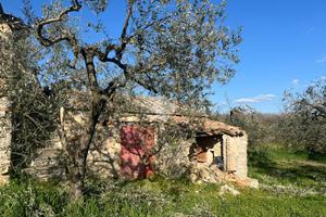 TER. AGRICOLO A AMELIA