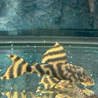 Loricaride pesce acquario