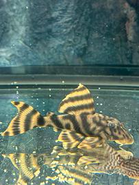 Loricaride pesce acquario