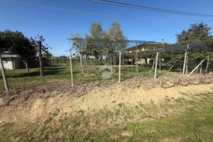 TER. AGRICOLO A BORGORICCO