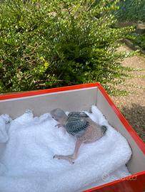 Parrocchetti dal collare