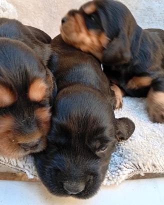 Cocker spaniel inglese cuccioli vari colori