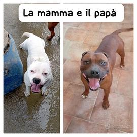 Staffordshire bull terrier cucciolo