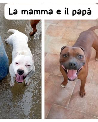 Staffordshire bull terrier cucciolo