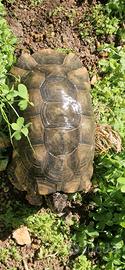 Tartarughe terra
