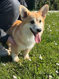 Cucciola 5 mesi Welsh corgi Pembroke