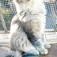 Cucciola di Maine coon femmina