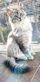 Cucciola di Maine coon femmina