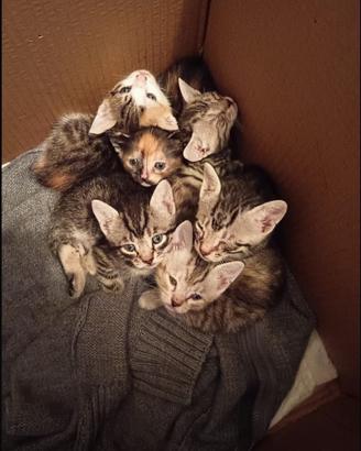 Gattini stupendi
