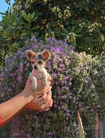 Chihuahua in miniatura