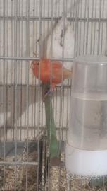 Canarini opale agata