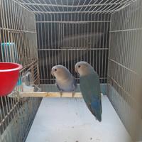 Pappagalli inseparabili