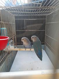 Pappagalli inseparabili