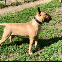 Bull terrier 5 anni