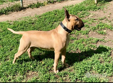 Bull terrier 5 anni