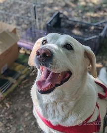 Laika simil Labrador ADOZIONE