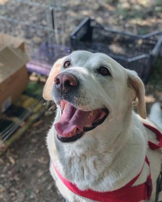 Laika simil Labrador ADOZIONE