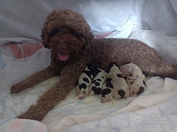 Cuccioli Lagotto Romagnolo