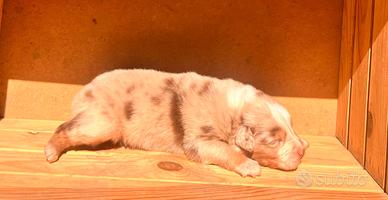 Australian shepherd