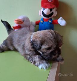 Meraviglioso cucciolo di Shitzu