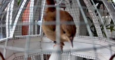 Usignolo comune 2025