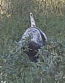 Cuccioli kurzhaat