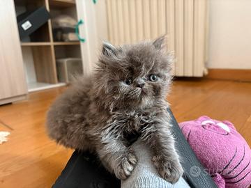 Dolcissima Gatti, gattino di Persiano