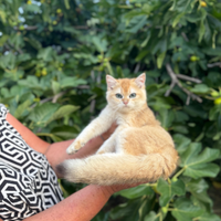 Gattino British Shorthair Golden
