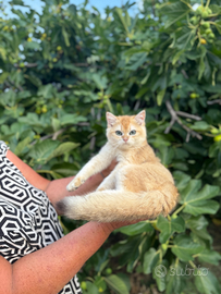 Gattino British Shorthair Golden
