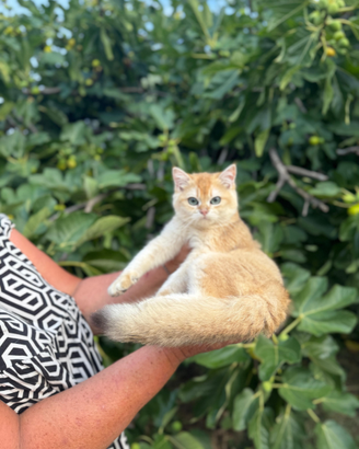 Gattino British Shorthair Golden