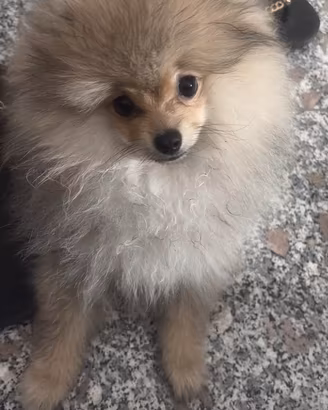  spitz di pomerania nano 