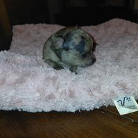 Chihuahua taglia mini