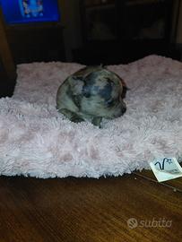 Chihuahua taglia mini