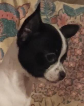 Cuccioli di chihuahua