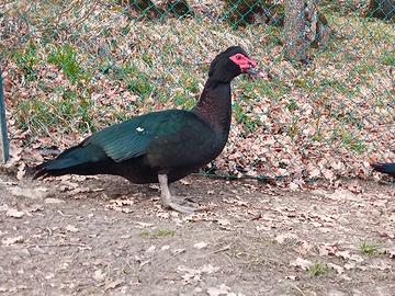 Anatre mute nero selvatico