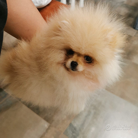 Cucciolo volpino Spitz tedesco pomerania