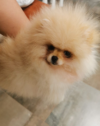 Cucciolo volpino Spitz tedesco pomerania